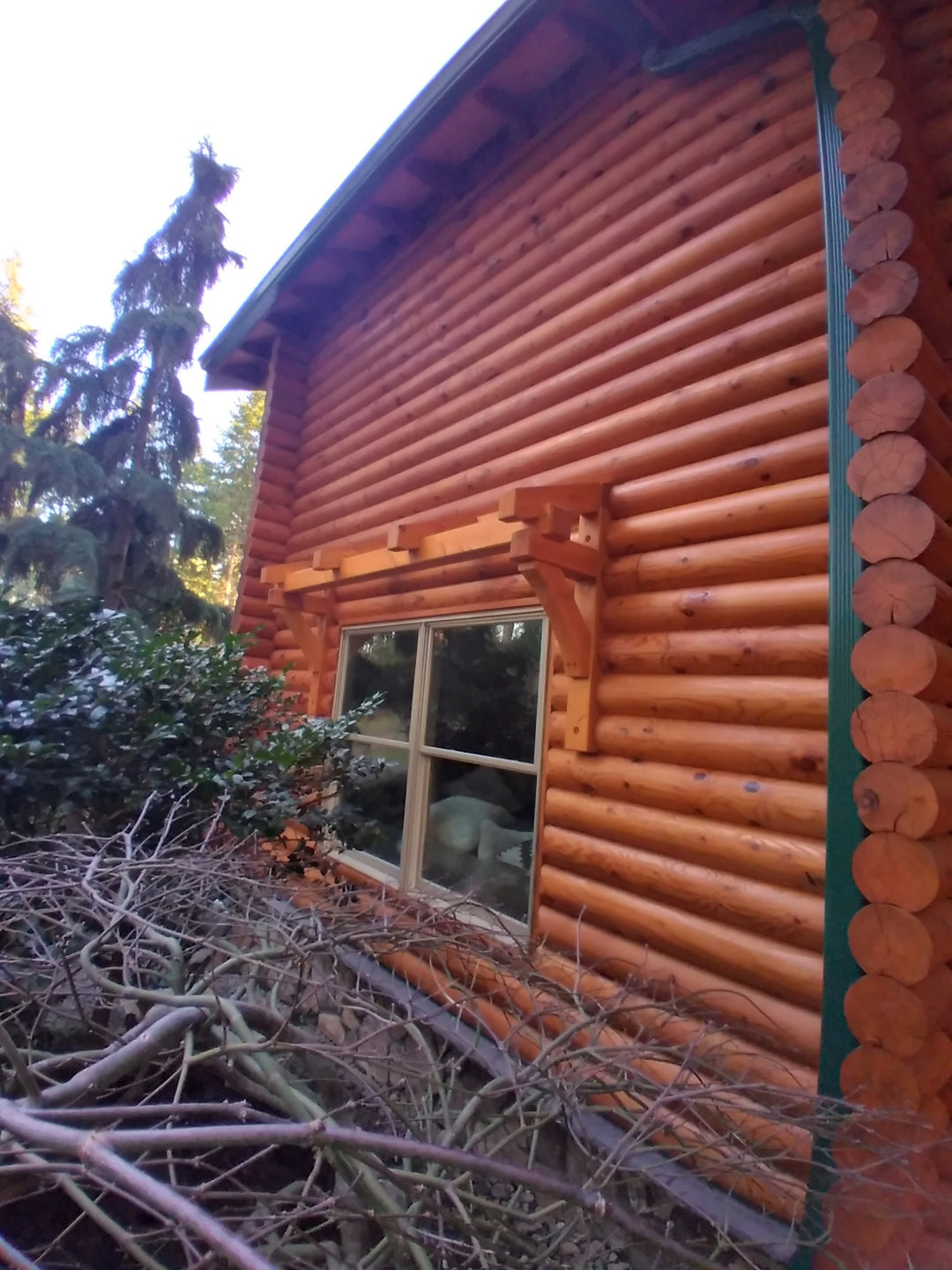 Pine log home stained with Lovitt's Emerald Gold in honey tint color